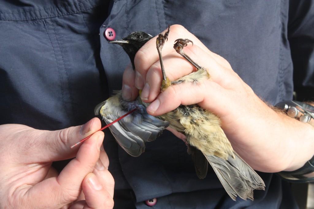 avian-malaria-in-nz-birds-provides-clues-to-invasive-parasites