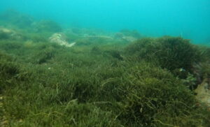 Caulerpa brachypus seaweed mats cover a patch of seafloor in Auckland