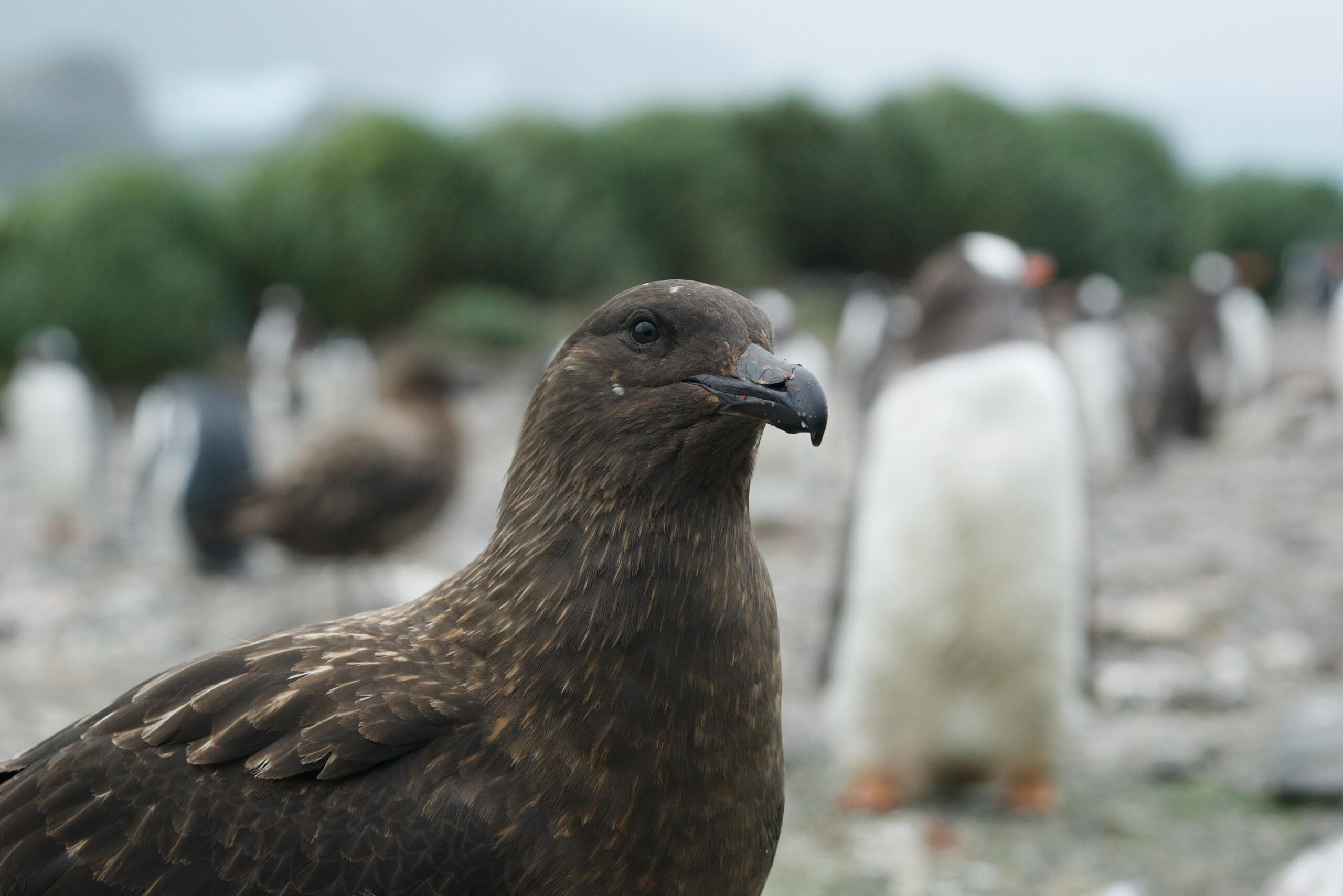 Avian flu’s spread to remote Antarctic islands – Expert Reaction