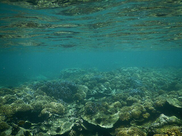 Reef damage and small oil leaks from Manawanui wreck – Expert Reaction