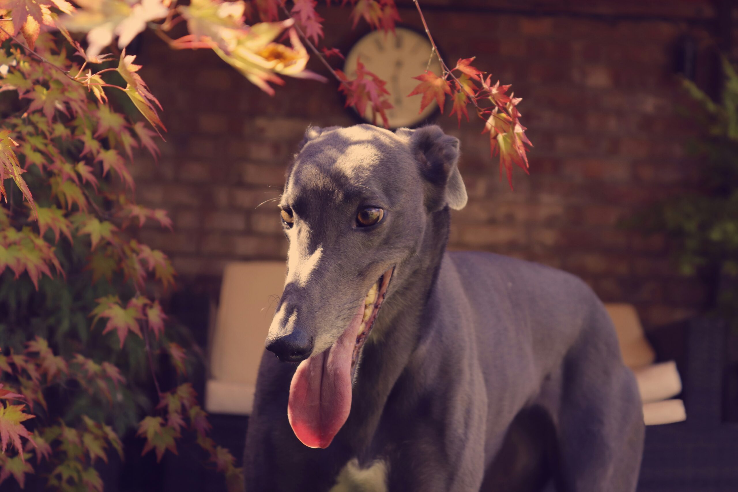 What to know before becoming a new greyhound owner – Expert Q&A